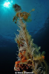 An abandoned line with couple of floats and sea overgrowt... by Blaza Jovanovic 